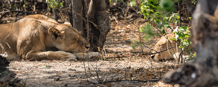 Löwen (Panthera leo) Chobe National Park