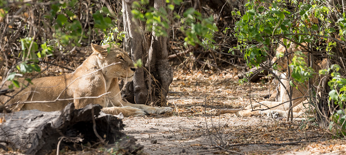 Chobe National Park Löwen (Panthera leo)