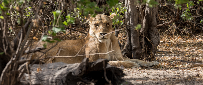 Chobe National Park Löwin (Panthera leo)