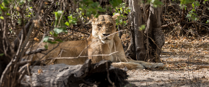 Löwin (Panthera leo) Chobe National Park