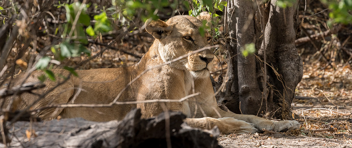 Löwin (Panthera leo) Chobe National Park