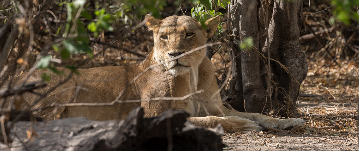 Chobe National Park Löwin (Panthera leo)