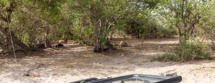 Chobe National Park Löwen (Panthera leo)