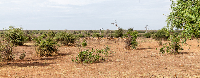 Chobe National Park Impalas (Aepyceros)