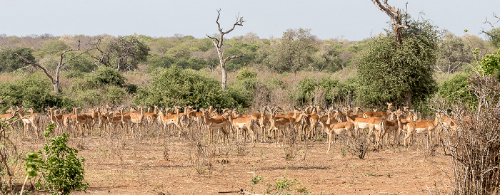 Impalas (Aepyceros) Chobe National Park