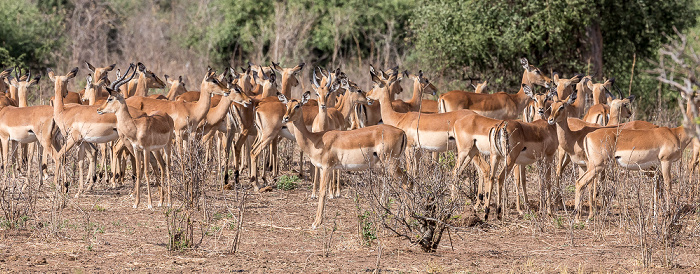 Impalas (Aepyceros) Chobe National Park