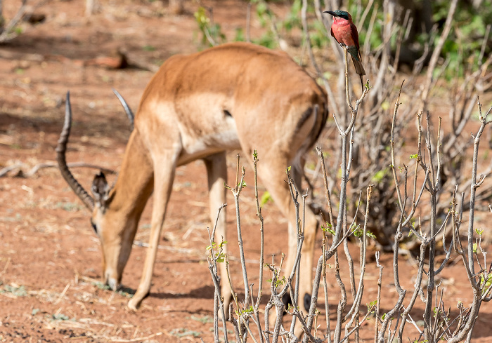 Chobe National Park