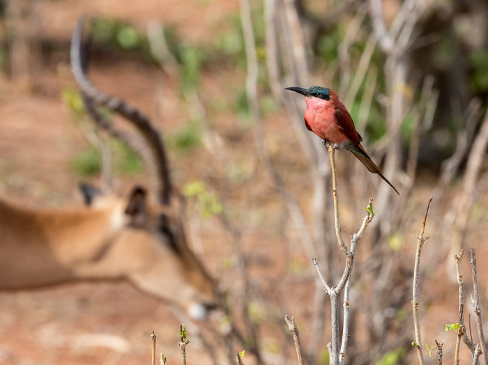 Chobe National Park