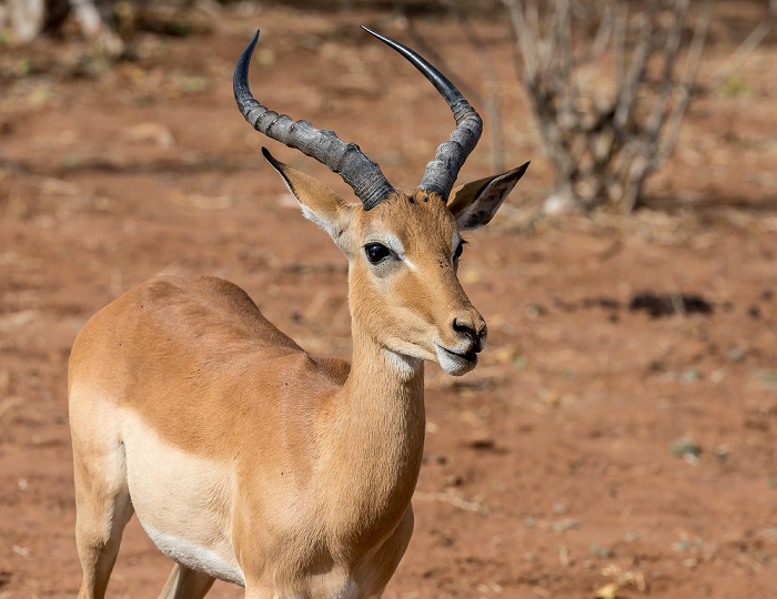 Impala (Aepyceros) Chobe National Park