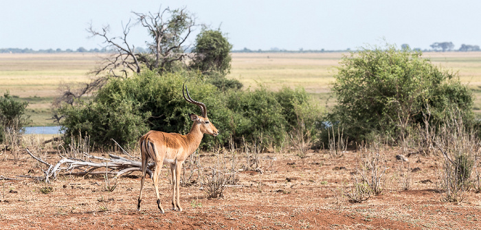 Chobe National Park Impala (Aepyceros)