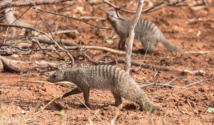 Zebramangusten (Mungos mungo) Chobe National Park