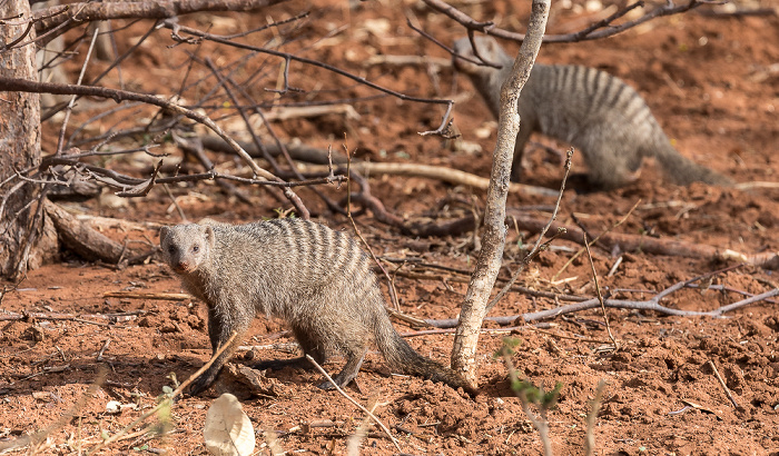 Zebramangusten (Mungos mungo) Chobe National Park