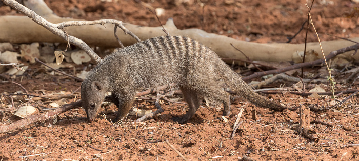 Zebramangusten (Mungos mungo) Chobe National Park