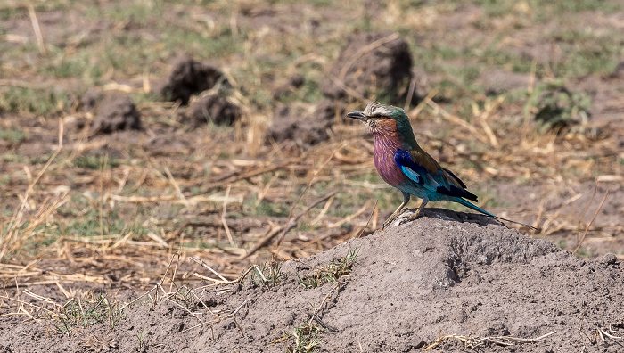 Chobe National Park Gabelracke (Grünscheitelracke, Gabelschwanzracke, Coracias caudatus)