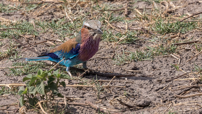 Gabelracke (Grünscheitelracke, Gabelschwanzracke, Coracias caudatus) Chobe National Park