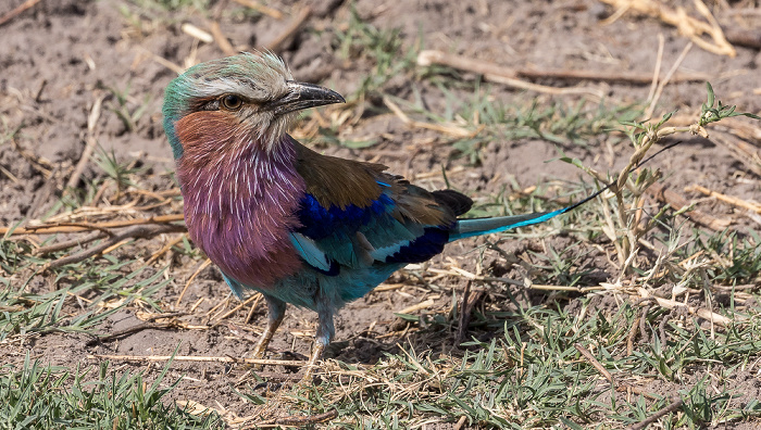 Gabelracke (Grünscheitelracke, Gabelschwanzracke, Coracias caudatus) Chobe National Park