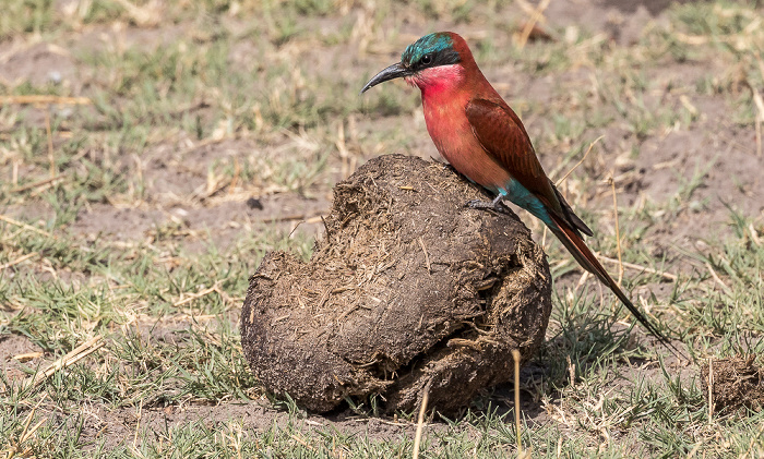 Chobe National Park Scharlachspint (Merops nubicus)