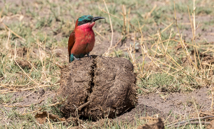 Scharlachspint (Merops nubicus) Chobe National Park