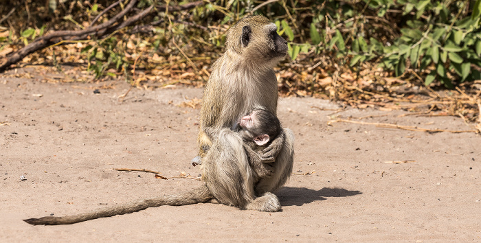 Südliche Grünmeerkatzen (Chlorocebus pygerythrus) Chobe National Park