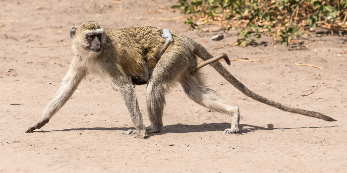 Südliche Grünmeerkatzen (Chlorocebus pygerythrus) Chobe National Park