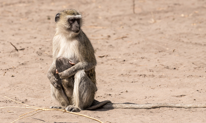 Südliche Grünmeerkatzen (Chlorocebus pygerythrus) Chobe National Park