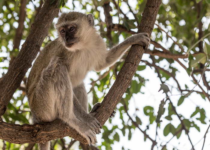 Südliche Grünmeerkatze (Chlorocebus pygerythrus) Chobe National Park