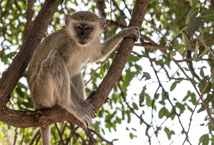 Chobe National Park Südliche Grünmeerkatze (Chlorocebus pygerythrus)