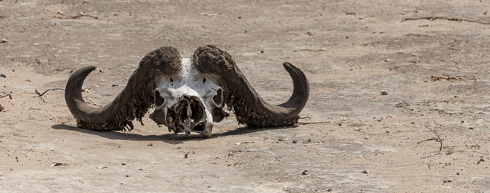 Chobe National Park Schädel eines Kaffernbüffel (Schwarzbüffel, Afrikanische Büffel, Syncerus caffer)