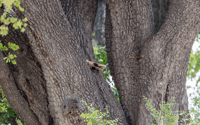 Chobe National Park