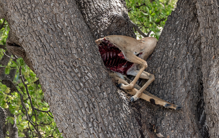 Chobe National Park