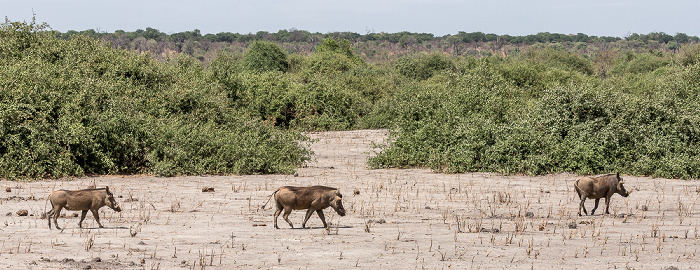 Chobe National Park Warzenschweine (Phacochoerus africanus)