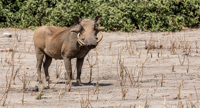 Warzenschwein (Phacochoerus africanus) Chobe National Park