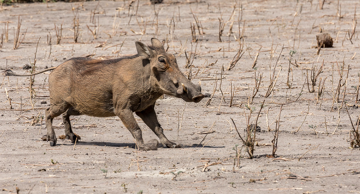 Chobe National Park Warzenschwein (Phacochoerus africanus)