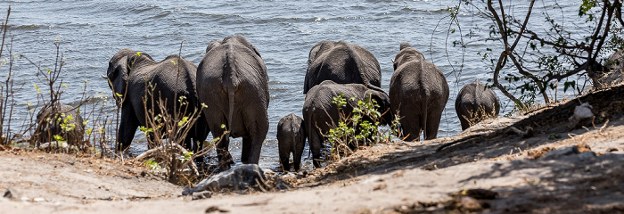 Afrikanische Elefanten (Loxodonta africana) Chobe National Park