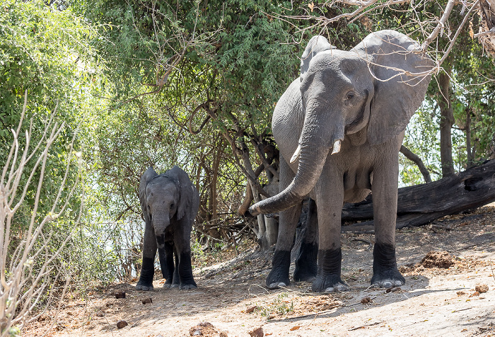 Afrikanische Elefanten (Loxodonta africana) Chobe National Park