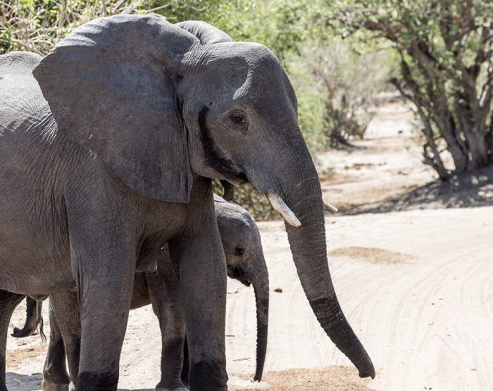 Afrikanische Elefanten (Loxodonta africana) Chobe National Park