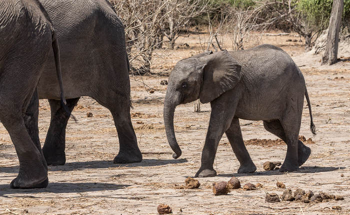 Chobe National Park Afrikanische Elefanten (Loxodonta africana)