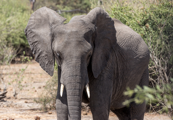 Afrikanischer Elefant (Loxodonta africana) Chobe National Park