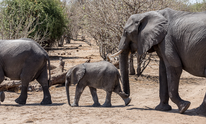 Afrikanische Elefanten (Loxodonta africana) Chobe National Park