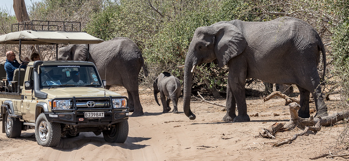 Chobe National Park Afrikanische Elefanten (Loxodonta africana)