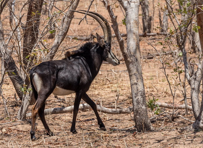 Chobe National Park Rappenantilope (Hippotragus niger)