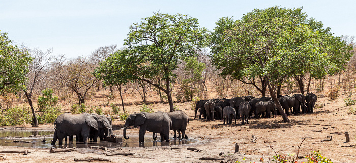 Chobe National Park Afrikanische Elefanten (Loxodonta africana)