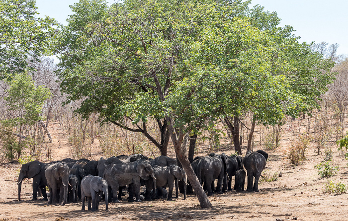 Afrikanische Elefanten (Loxodonta africana) Chobe National Park