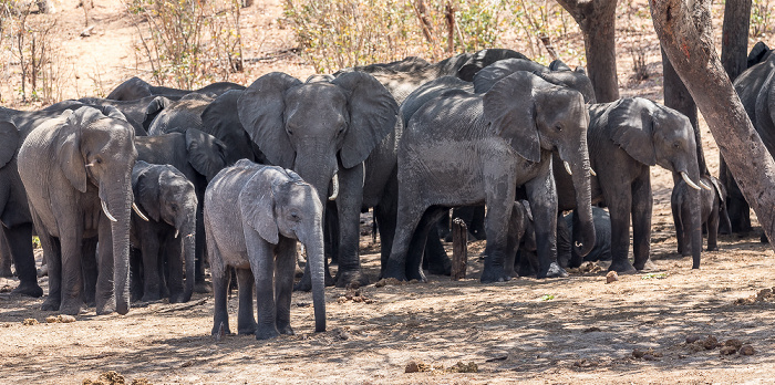 Chobe National Park Afrikanische Elefanten (Loxodonta africana)