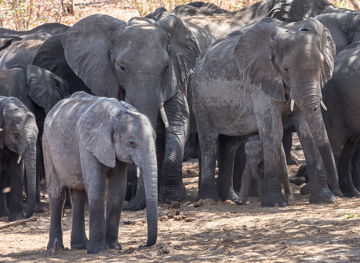 Chobe National Park Afrikanische Elefanten (Loxodonta africana)