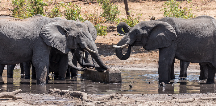 Afrikanische Elefanten (Loxodonta africana) Chobe National Park