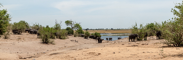 Afrikanische Elefanten (Loxodonta africana) Chobe National Park