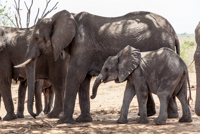 Chobe National Park Afrikanische Elefanten (Loxodonta africana)