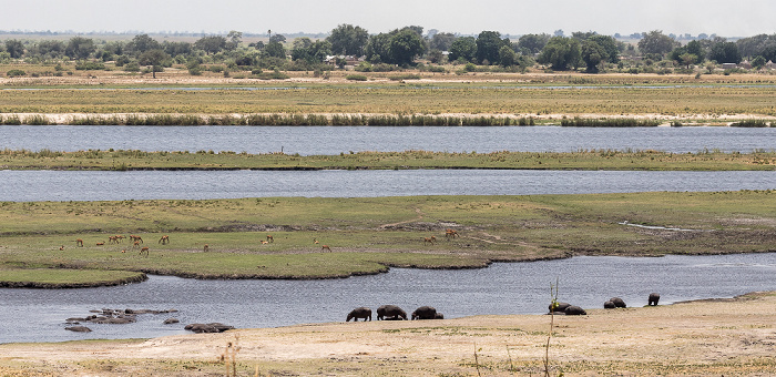 Flusspferde (Nilpferd, Hippopotamus amphibius) und Impalas (Aepyceros) Chobe National Park