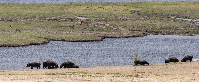 Flusspferde (Nilpferd, Hippopotamus amphibius) und Impalas (Aepyceros) Chobe National Park